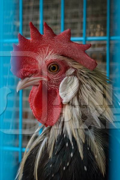 Cockerel or rooster in cage on sale at Crawford pet market