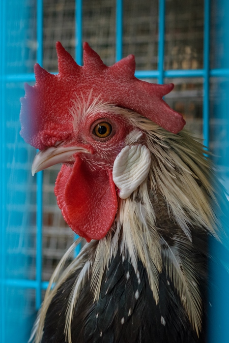 Cockerel or rooster in cage on sale at Crawford pet market