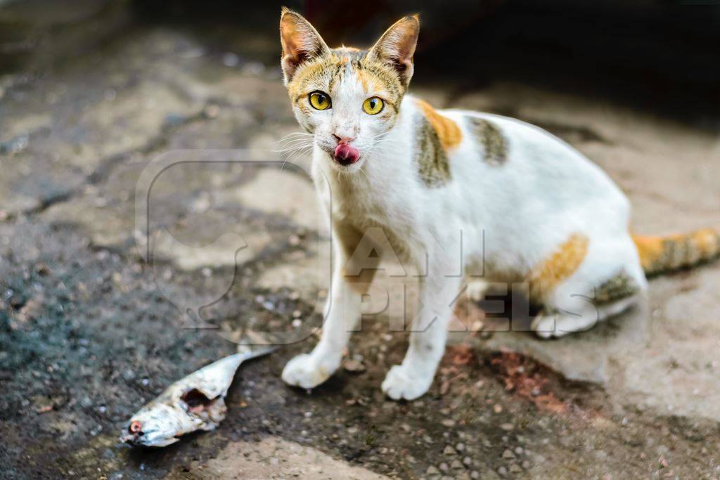 Tortoiseshell and white street cat wtih fish at Sassoon docks