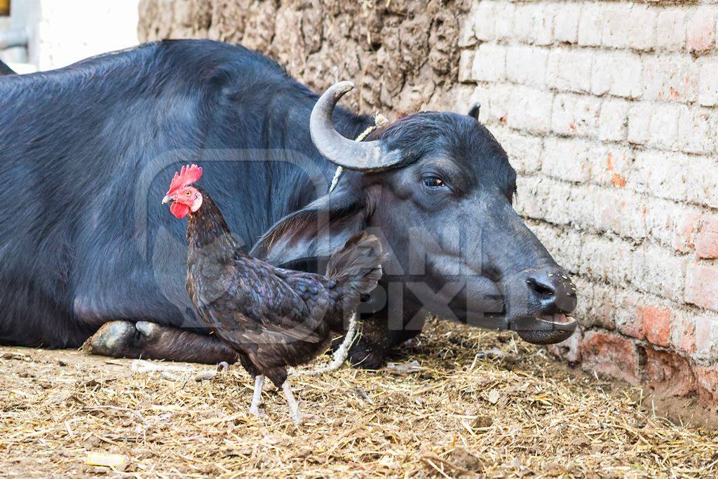 Buffalo lying on straw with hen in village in rural Bihar