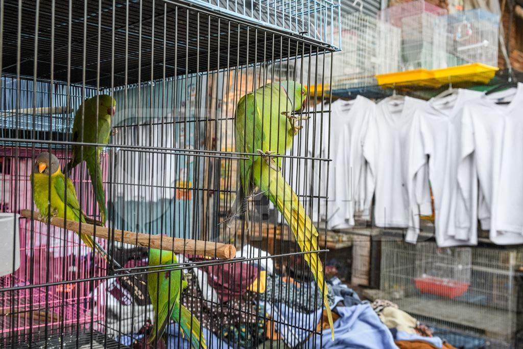 Indian parakeets in cages on sale illegally as pets at Kabootar market in Delhi, India, 2022, in contravention of the Wildlife Protection Act, 1972