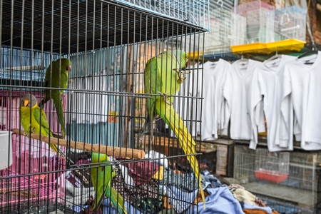 Indian parakeets in cages on sale illegally as pets at Kabootar market in Delhi, India, 2022, in contravention of the Wildlife Protection Act, 1972