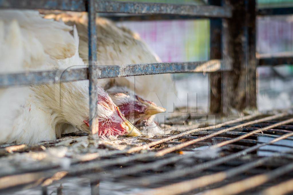 Dead broiler chickens on a truck being transported to slaughter in an urban city