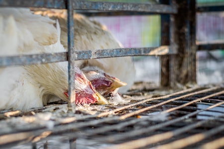Dead broiler chickens on a truck being transported to slaughter in an urban city