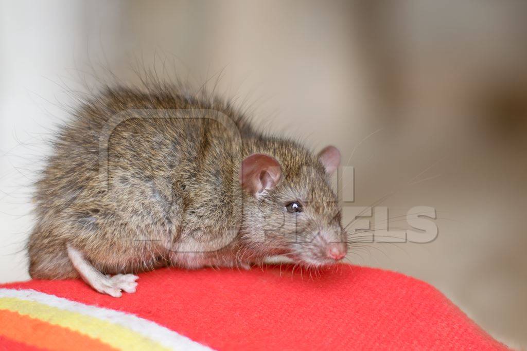 Urban rat in Karni Mata rat temple in Bikaner in India