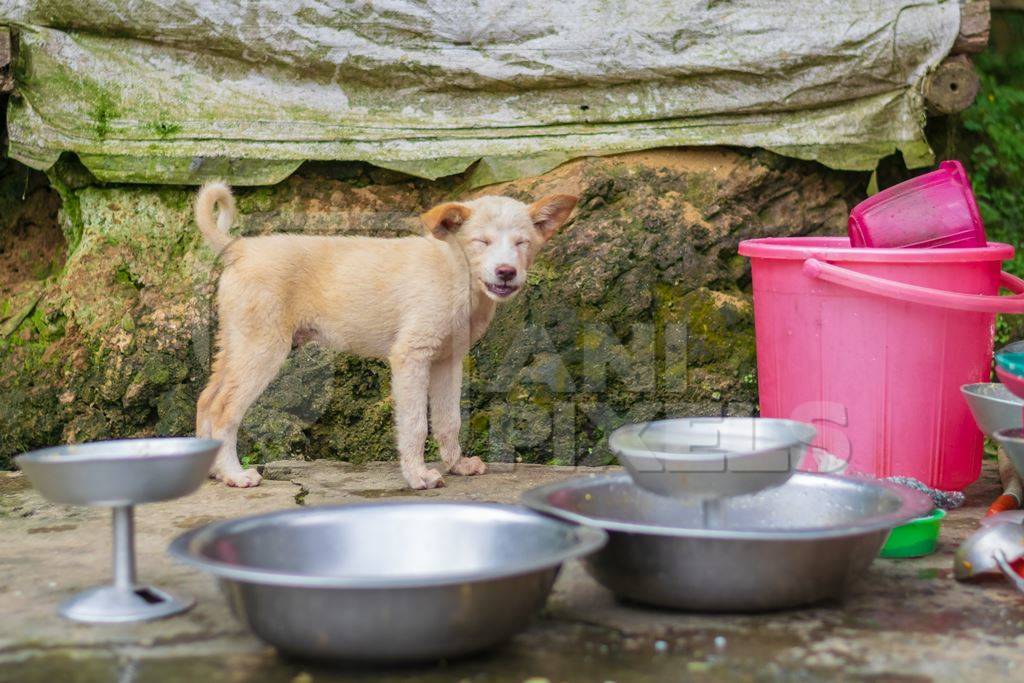 Photo of small cute Indian puppy dog kept as pet or stray in rural village in Nagaland in the Northeast of India