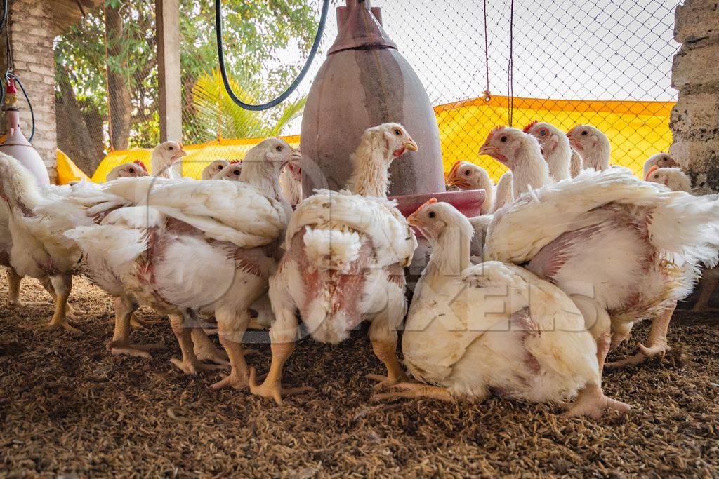 Rear ends of Indian broiler chickens in a shed on a poultry farm in Maharashtra in India, 2021