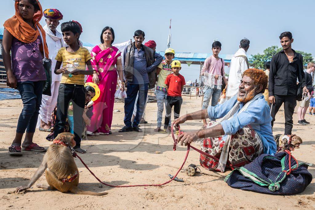 Man with dancing macaque monkeys  illegal performing for entertainment and begging for money for spectators at Pushkar camel fair in Rajasthan