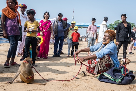 Man with dancing macaque monkeys  illegal performing for entertainment and begging for money for spectators at Pushkar camel fair in Rajasthan