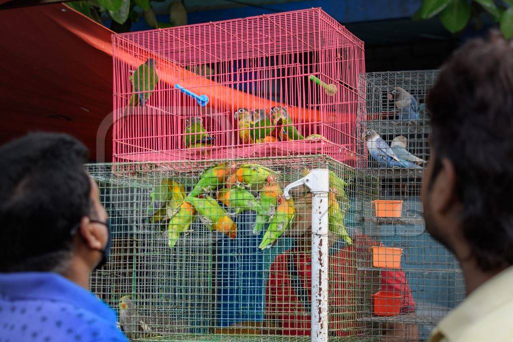 Caged conure birds and lovebirds on sale in the pet trade by bird sellers at Galiff Street pet market, Kolkata, India, 2022