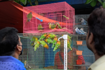 Caged conure birds and lovebirds on sale in the pet trade by bird sellers at Galiff Street pet market, Kolkata, India, 2022