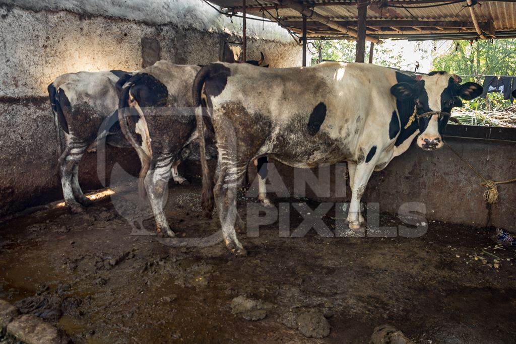 Dairy cows tied up in a dirty urban dairy