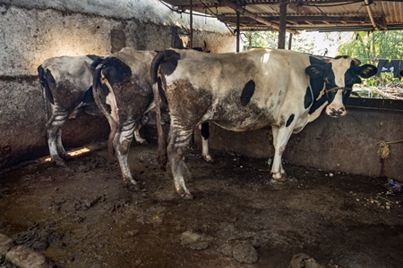 Dairy cows tied up in a dirty urban dairy