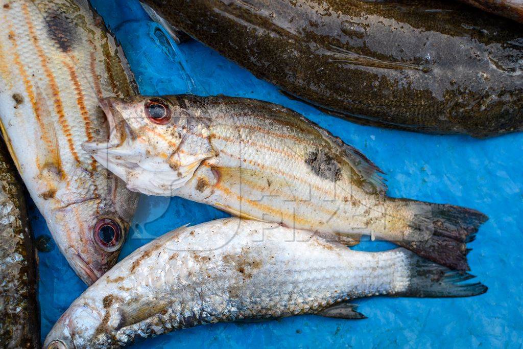 Dead Indian fish with open mouth at Malvan fish market on beach in Malvan, Maharashtra, India, 2022