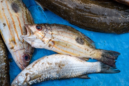 Dead Indian fish with open mouth at Malvan fish market on beach in Malvan, Maharashtra, India, 2022