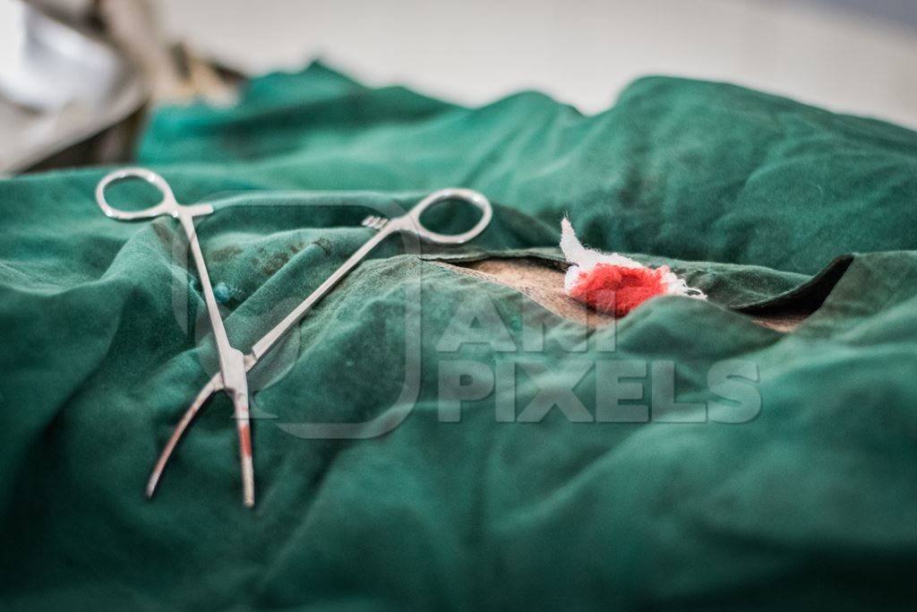 Street dog undergoing sterilisation operation in surgery