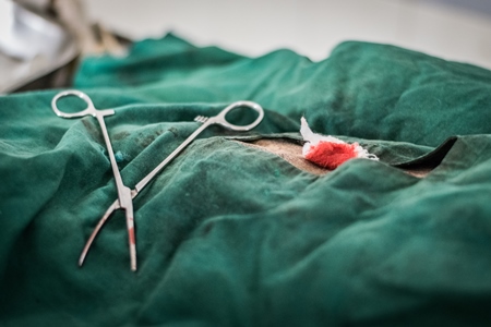 Street dog undergoing sterilisation operation in surgery