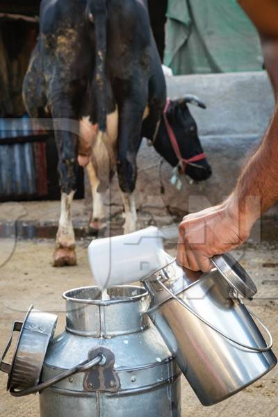 Man pouring dairy milk into a metal dairy can or bucket in an urban dairy in Pune in Maharashtra