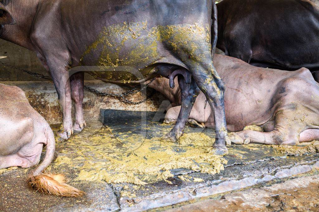 Indian buffaloes tied up in dirt and feces in a line in a concrete shed on an urban dairy farm or tabela, Aarey milk colony, Mumbai, India, 2023