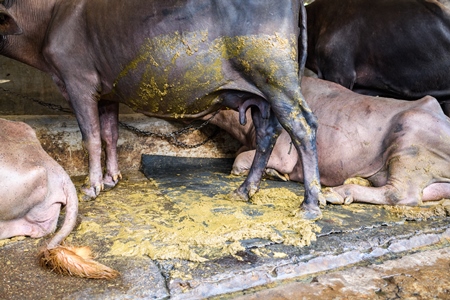 Indian buffaloes tied up in dirt and feces in a line in a concrete shed on an urban dairy farm or tabela, Aarey milk colony, Mumbai, India, 2023