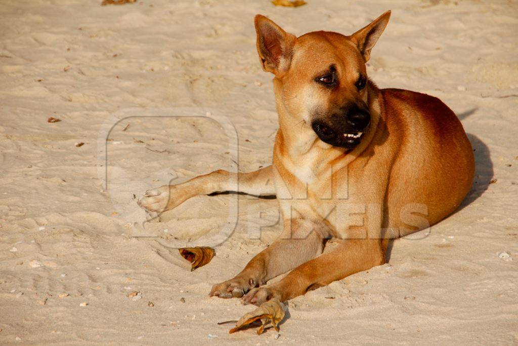Brown street dog lying on sandy beach