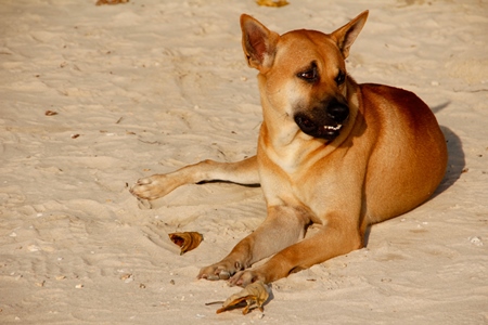 Brown street dog lying on sandy beach