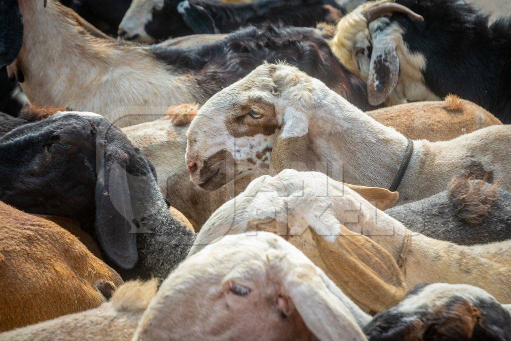 Herd of goats and sheep walking along road in rural Maharashtra, India