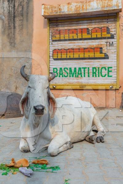 Indian street cow or bullock with large horns sitting on the street in the town of Pushkar in Rajasthan in India with orange background