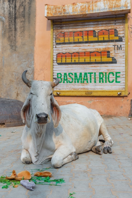 Indian street cow or bullock with large horns sitting on the street in the town of Pushkar in Rajasthan in India with orange background