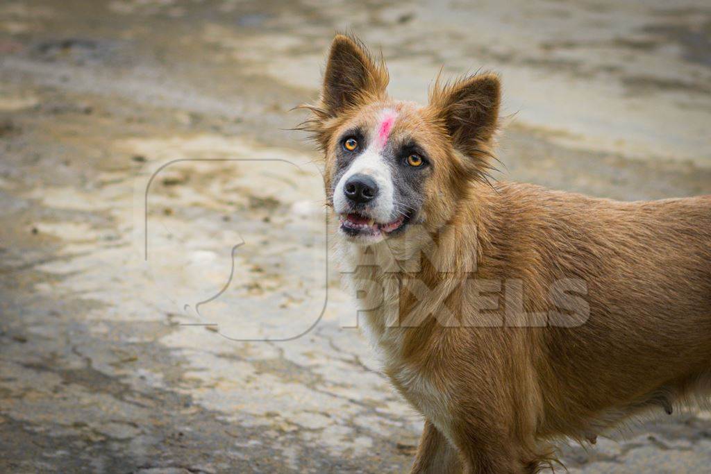 Stray Indian street dog or Indian pariah dog with tilaka on head in Nagaland, Northeast India, 2018