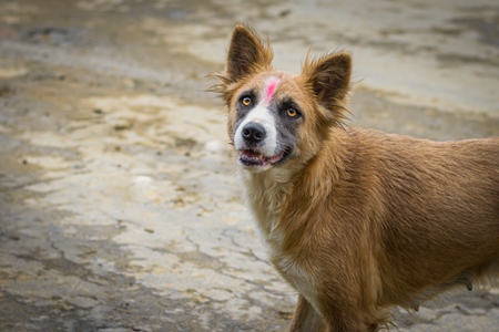 Stray Indian street dog or Indian pariah dog with tilaka on head in Nagaland, Northeast India, 2018