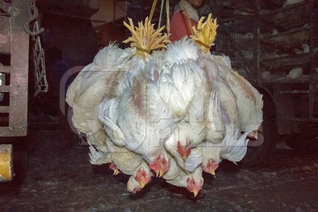 Broiler chickens hanging upside down being unloaded from transport trucks near Crawford meat market in Mumbai