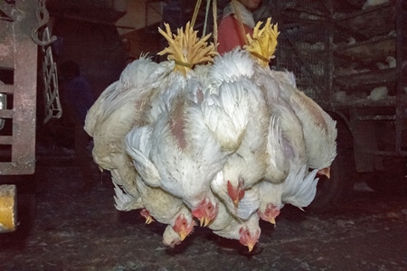 Broiler chickens hanging upside down being unloaded from transport trucks near Crawford meat market in Mumbai