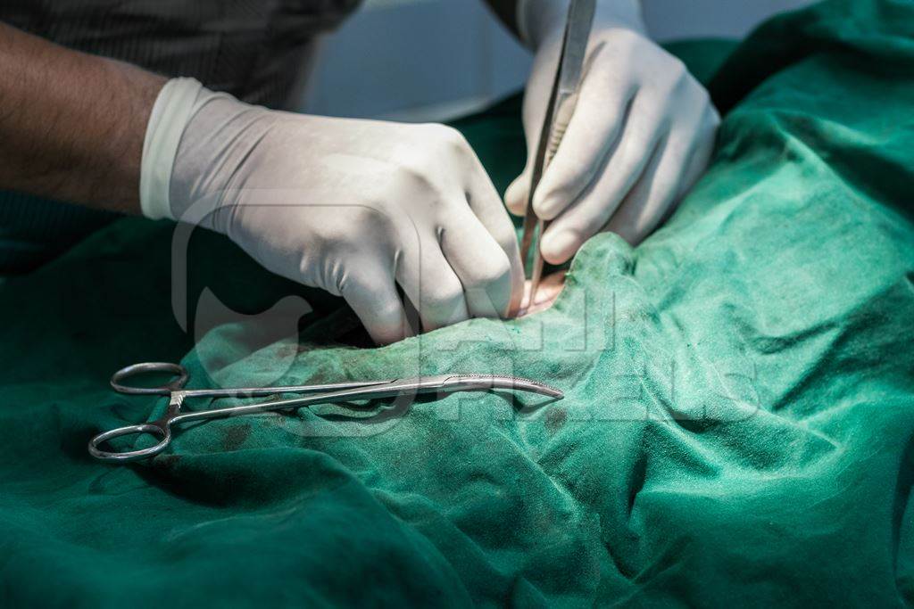 Photo of veterinary surgeon performing spay or neuter sterilisation surgery operation for animal birth control of stray dogs or street dogs in India