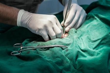 Photo of veterinary surgeon performing spay or neuter sterilisation surgery operation for animal birth control of stray dogs or street dogs in India