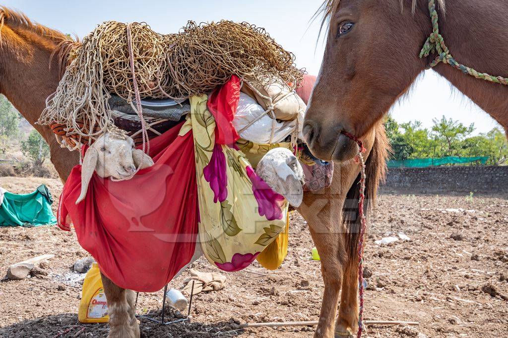 Working Indian horse or pony carrying household items including baby goats and sheep owned by nomads in rural Maharashtra