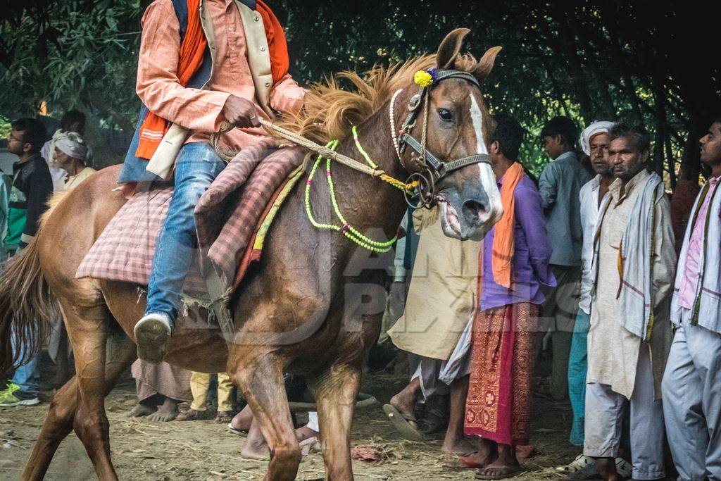 Man riding brown horse in a horse race at Sonepur cattle fair with spectators watching