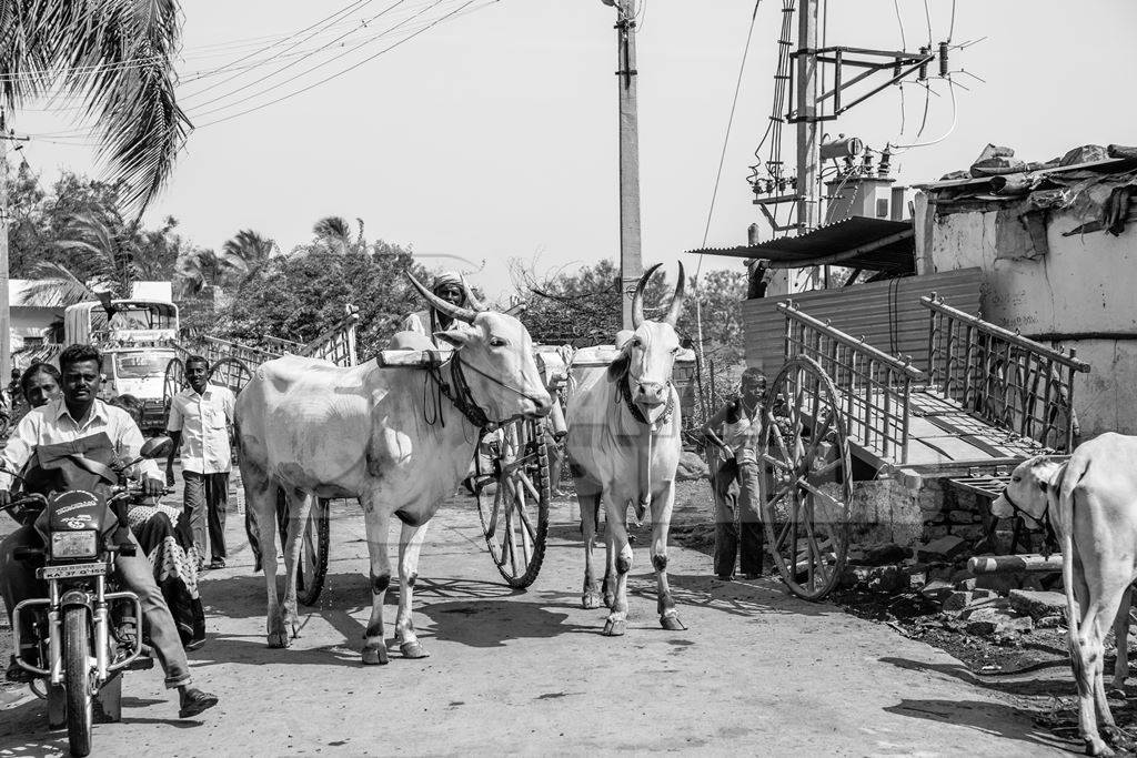 Two bullocks in the street pulling cart in black and white