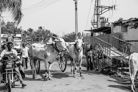 Two bullocks in the street pulling cart in black and white