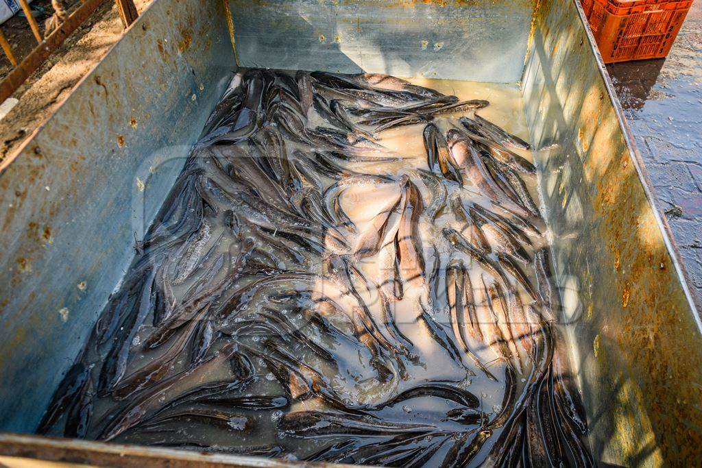 Live Indian fish on sale in a tank at the Ghazipur fish marketi, Ghazipur, Delhi, India, 2022