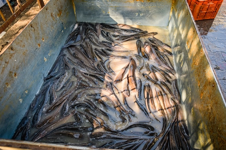 Live Indian fish on sale in a tank at the Ghazipur fish marketi, Ghazipur, Delhi, India, 2022