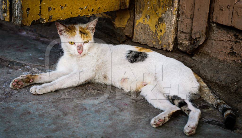 Tortoiseshell and white multicoloured street cat on street in Mumbai
