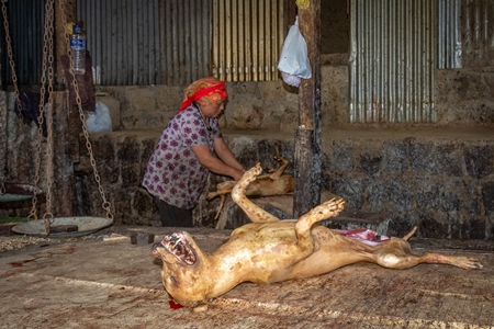 Body of a dead Indian dog slaughtered for meat at a dog meat market in Kohima, Nagaland, in the Northeast of India, 2018