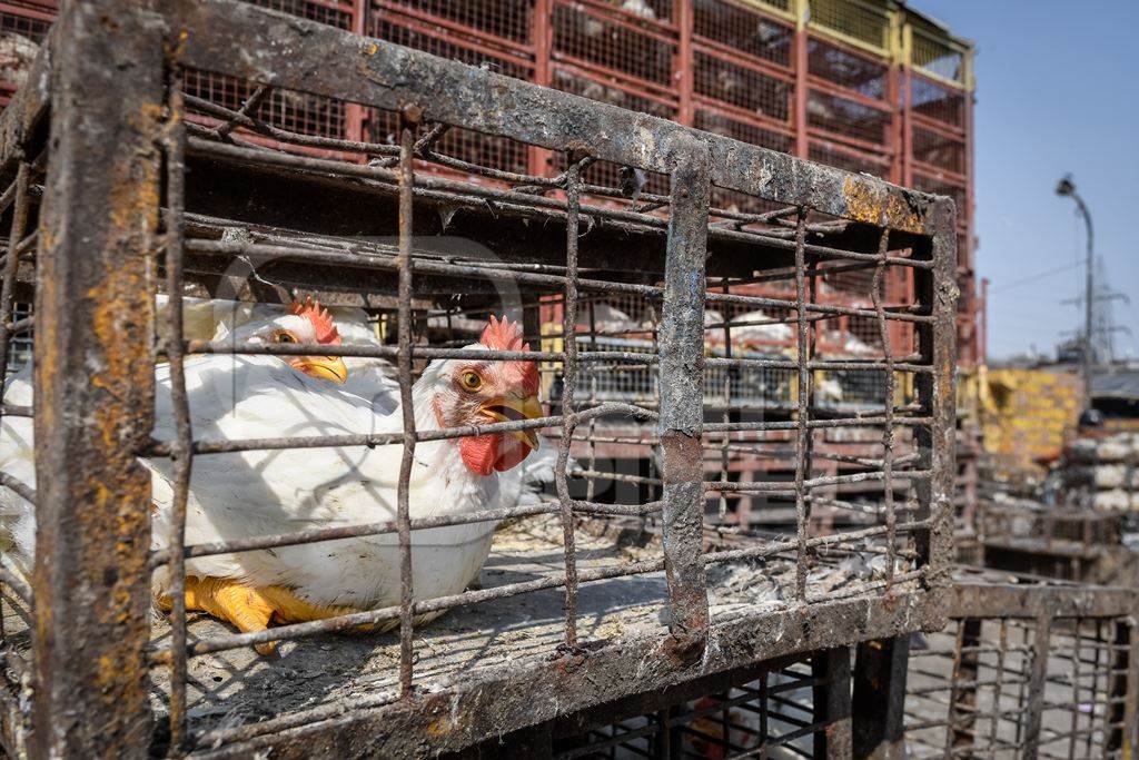 Indian broiler chickens in cages or crates at Ghazipur murga mandi, Ghazipur, Delhi, India, 2022