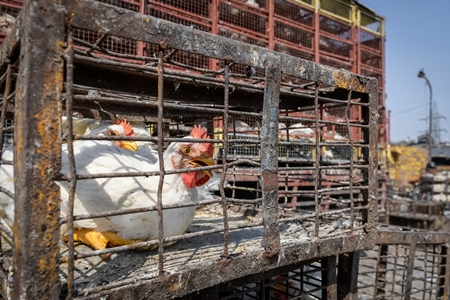 Indian broiler chickens in cages or crates at Ghazipur murga mandi, Ghazipur, Delhi, India, 2022