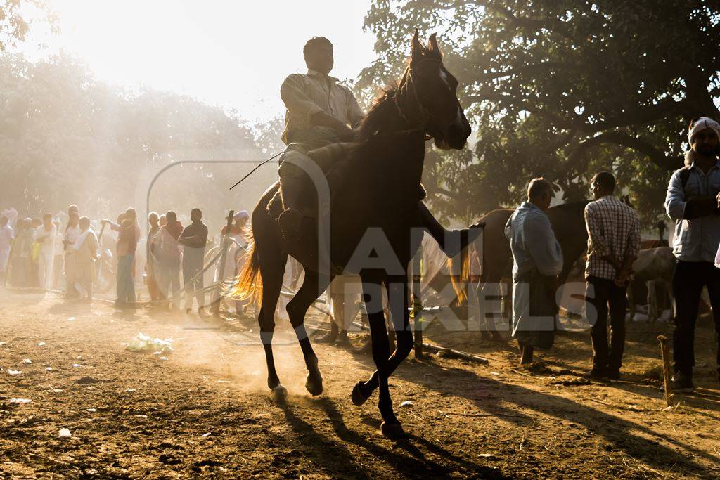 Horse being ridden in horse race at Sonepur fair