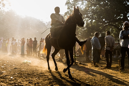 Horse being ridden in horse race at Sonepur fair