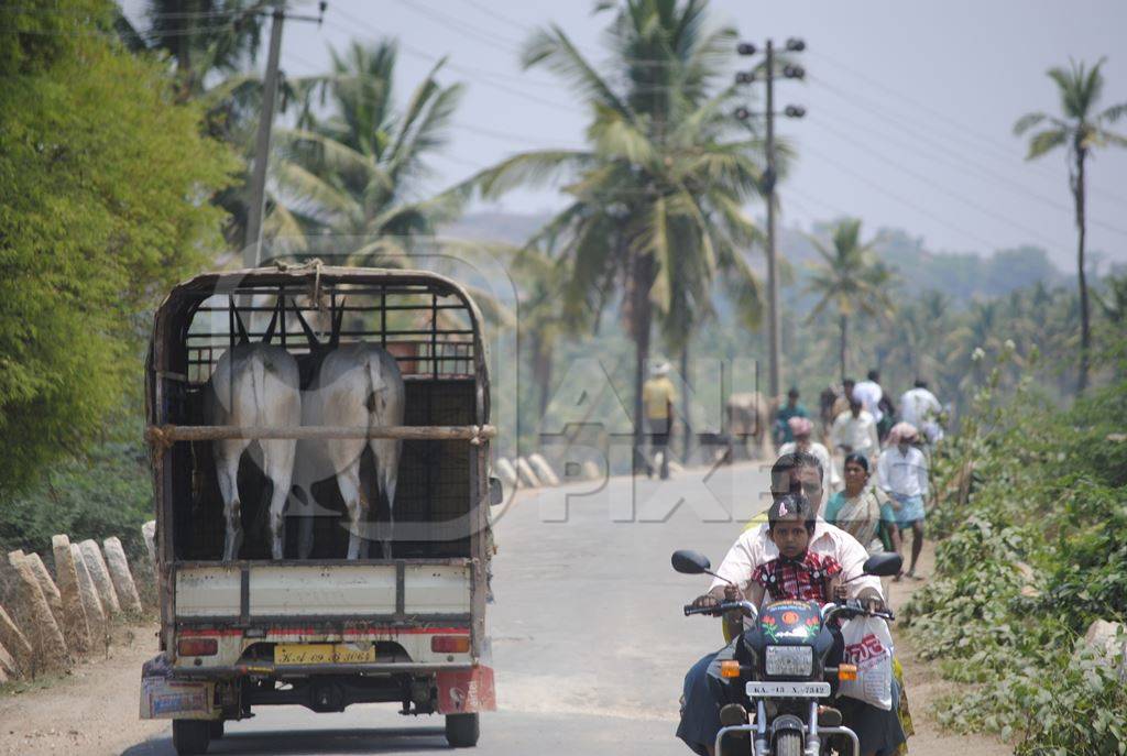 Two bullocks being transported in a truck