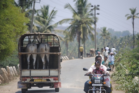 Two bullocks being transported in a truck