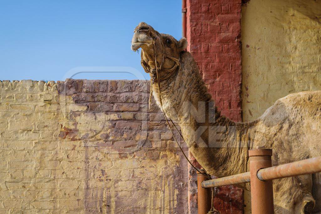 Farmed camel in a pen at the National Research Centre on Camel in Bikaner